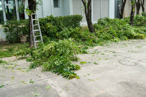How Our Tree Care Process Works  in  East Rancho Dominguez, CA