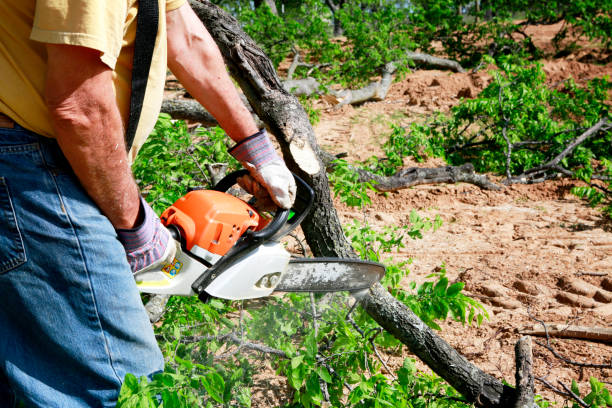 Best Lawn Disease Treatment  in East Rancho Dominguez, CA